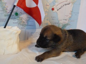 Qaanaaq 1 lb 10.7 oz