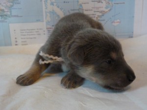 Aasiaat Male 1lb 12.6 oz