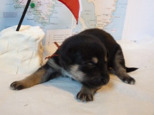 Paamiut Male 1 lb 12 oz