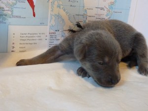 Narsaq Female 1 lb 12 oz