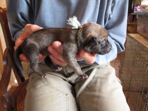 Female Birth Weight 12 oz. Gray and Tan Blue Collar