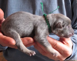 Female Birth Weight 13.3 oz Gray and Tan Dark Green Collar
