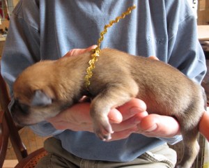 Female Birth Weight 11.1 oz. Dark Tawny with dark mask Gold Collar