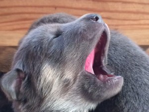 Aasiaat with a big yawn