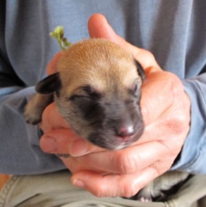 Male Birth Weight 15 oz. Light tawny coat with dark mask and ears Light Green Collar