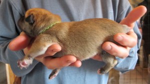 Male Birth Weight 15.0 oz Light Tawny with dark mask and ears Light Green Collar 