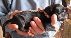 Female Birth Weight 13.2 oz Black and Tan Pink Collor