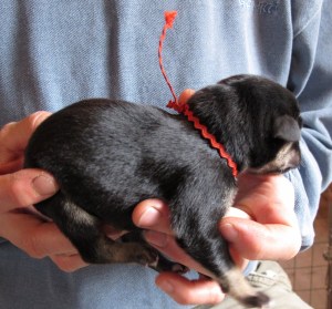 Male Birth Weight 13.1 oz Black and Tan Red Collar